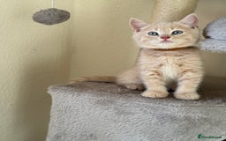 British Shorthair cats for sale: Mix British shorthair kittens for sale  - Image 16