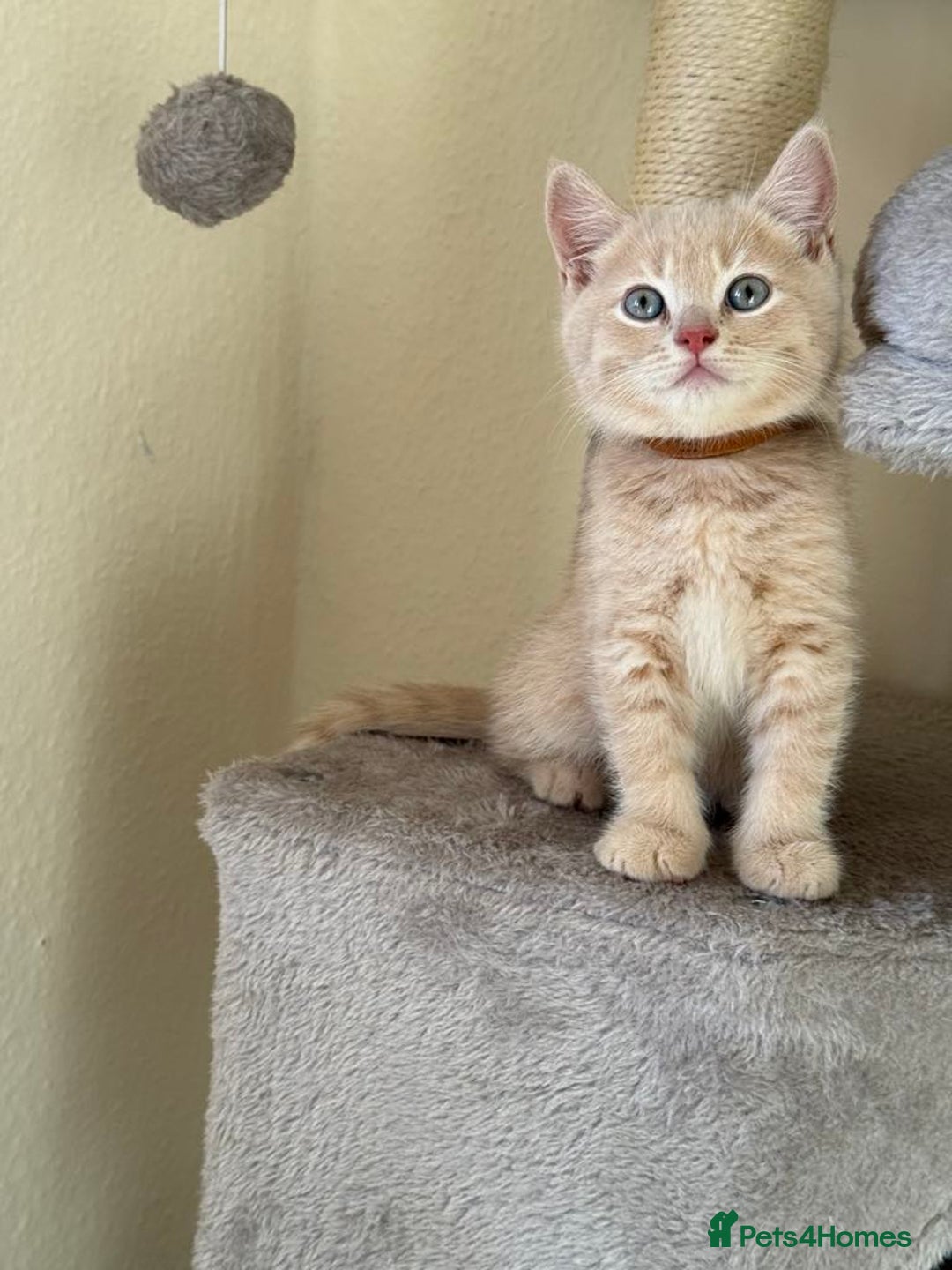 British Shorthair cats for sale: Mix British shorthair kittens for sale  - Image 16