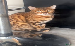 Bengal cats for sale: Female bengal  - Image 3