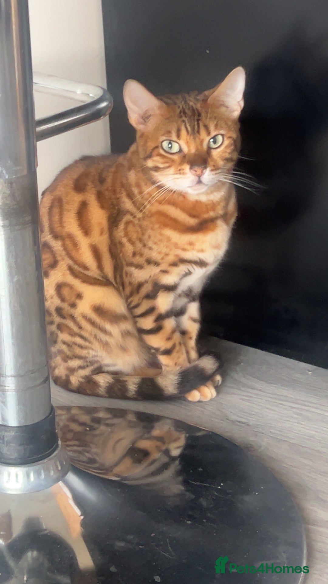 Bengal cats for sale: Female bengal  - Image 3