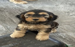 Cockapoo dogs for sale: Sable Cockapoo girl - Image 1