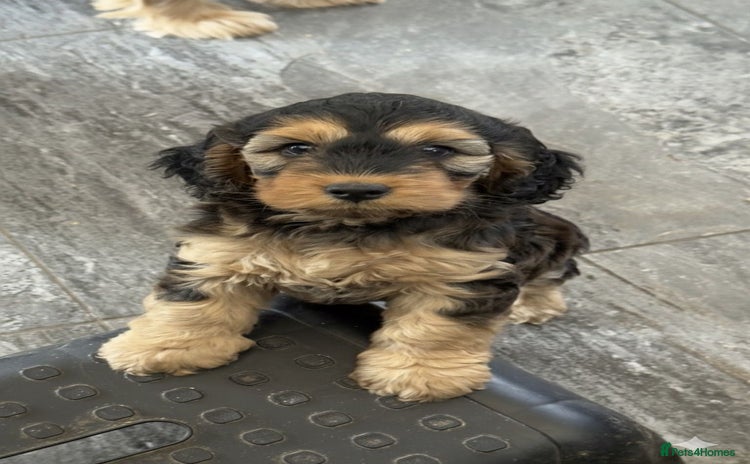 Cockapoo dogs - Advert 11
