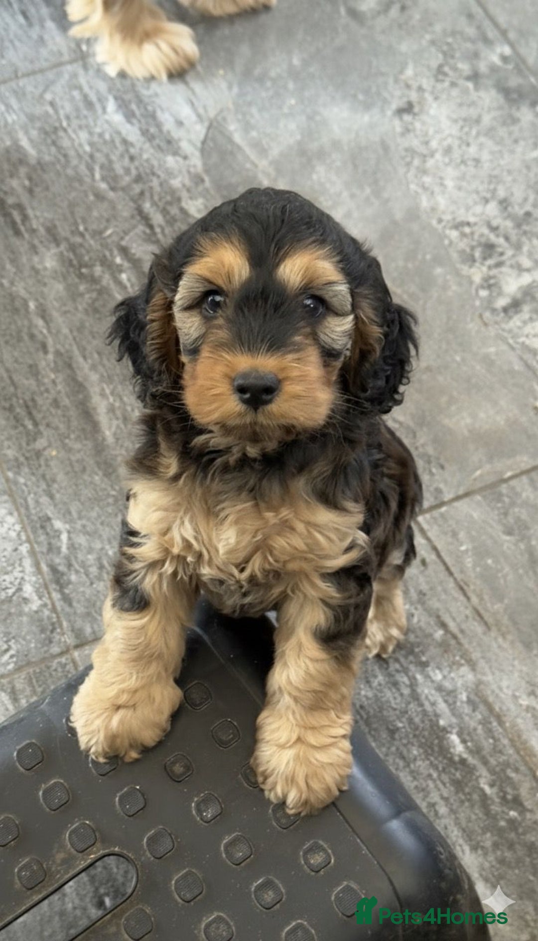 Cockapoo dogs for sale: Sable Cockapoo girl - Image 1