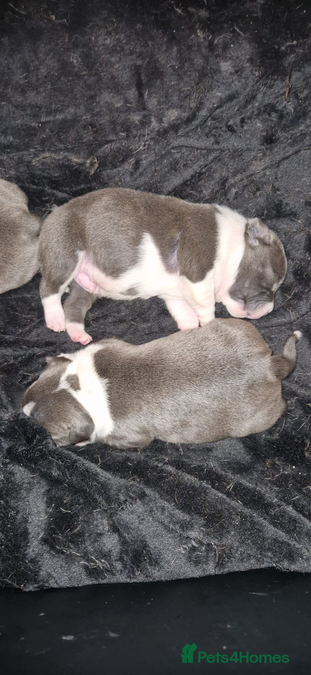 Staffordshire Bull Terrier dogs for sale: Blue Staffordshire terrier pups - Advert 4