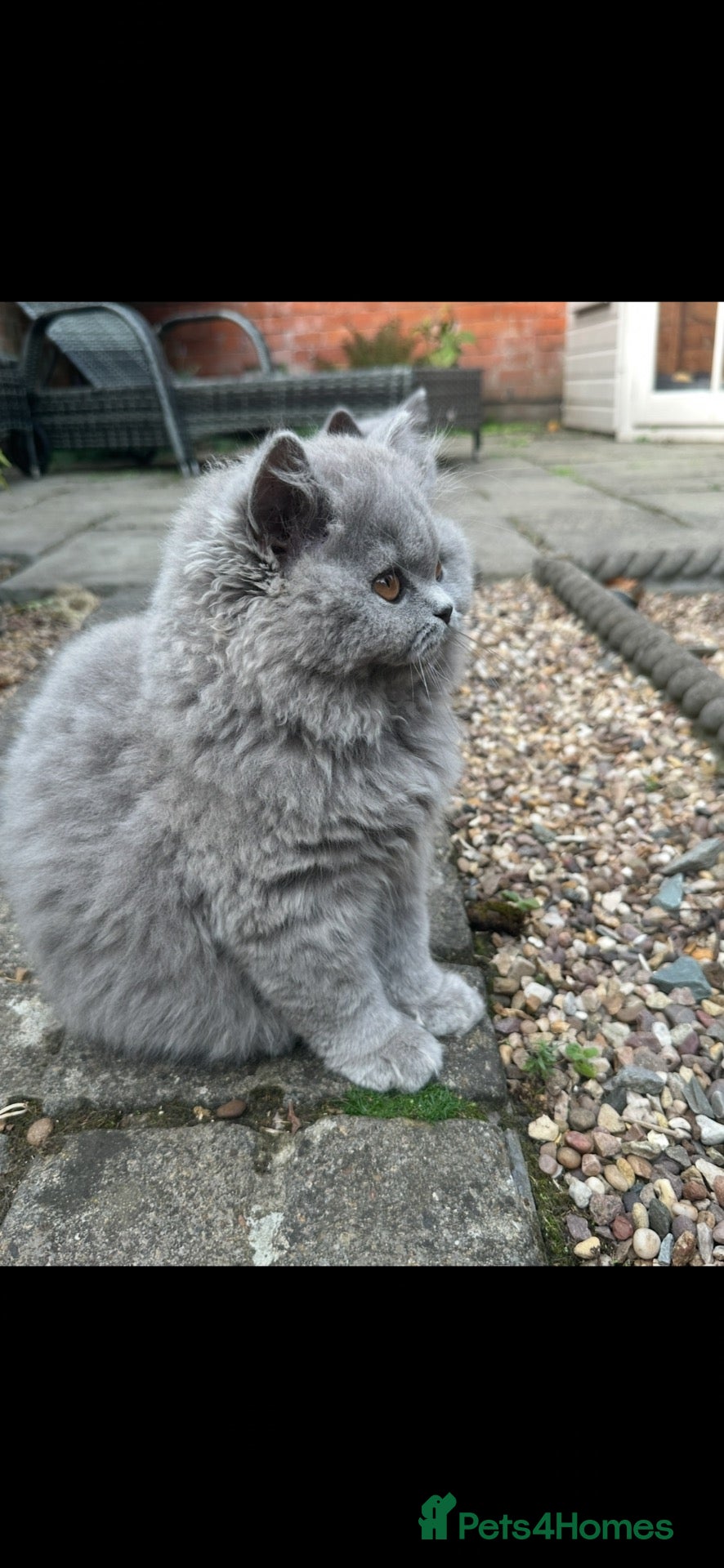 British Shorthair cats One Kitten Left!  - Advert 2