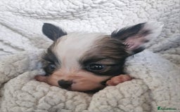 Papillon dogs for sale: KC Papillon. DNA health tested.  - Image 9