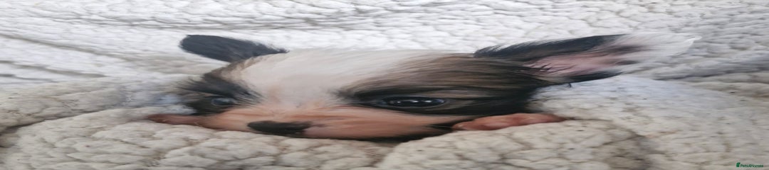 Robbie
