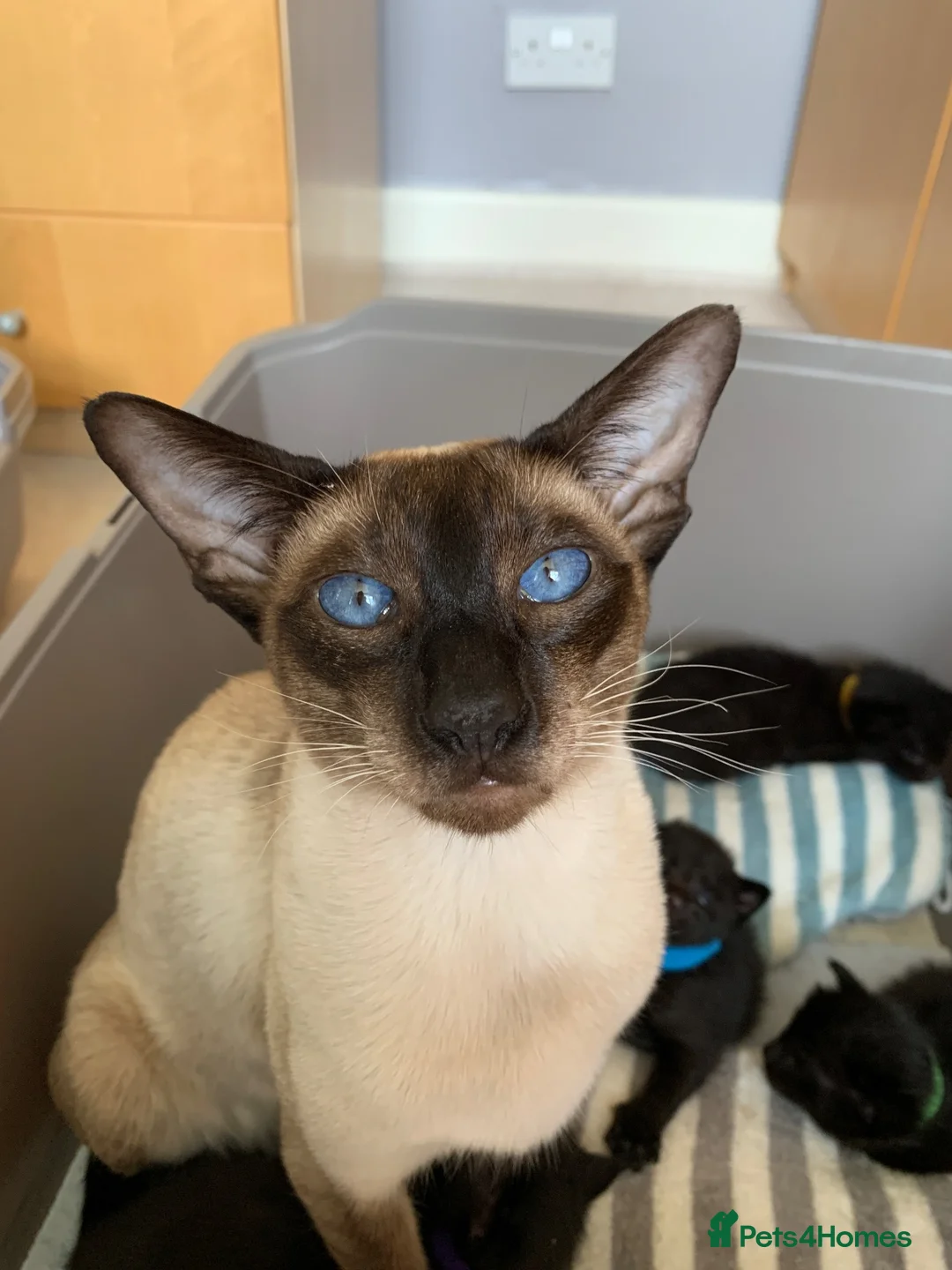 Mixed Breed cats for sale: Half Siamese Oriental Kittens - Advert 8