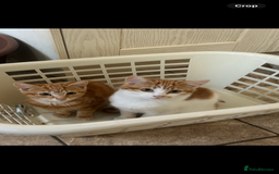 Domestic Shorthair cats for sale: Must stay together-  male & female kittens - Image 2