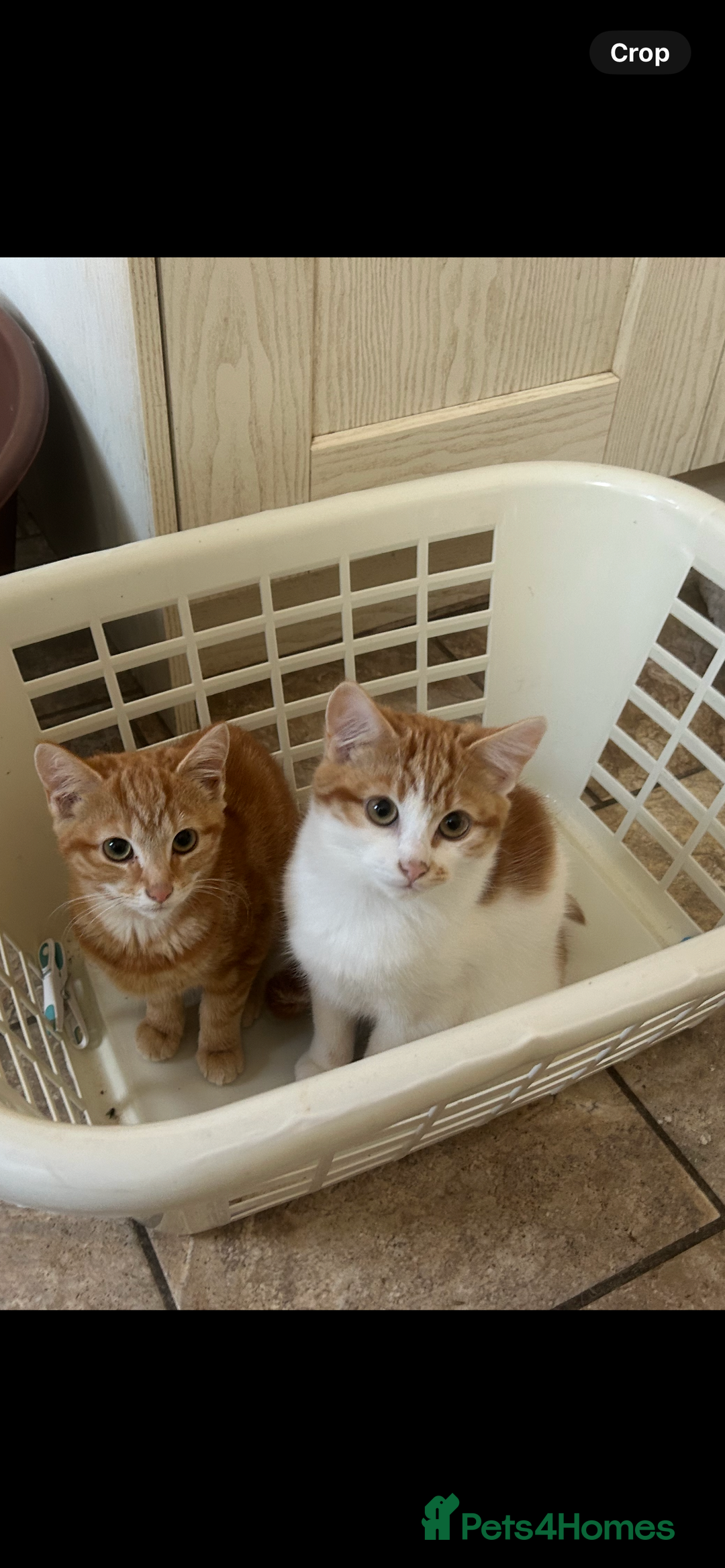 Domestic Shorthair cats for sale: Must stay together-  male & female kittens - Image 2