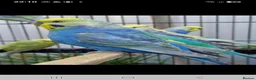 Budgerigars birds for sale: Budgies for sale Birmingham  - Advert 5
