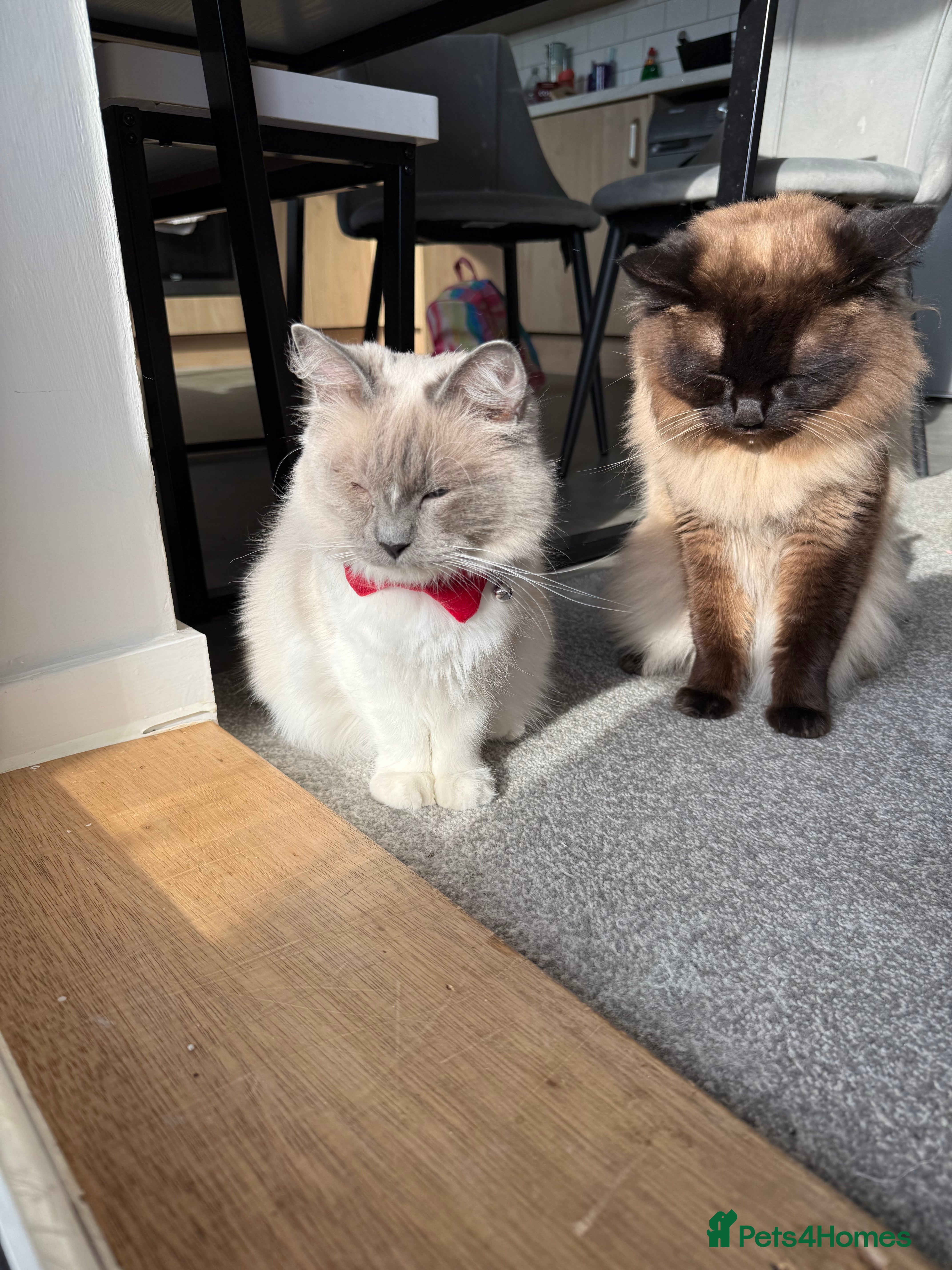 Ragdoll cats Ragdoll kittens  in Edinburgh - Advert 1