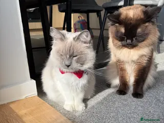 Ragdoll cats Ragdoll kittens in Edinburgh - Advert 1