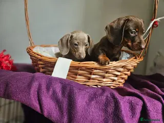 Miniature Dachshund dogs Miniature dachshund - Advert 6
