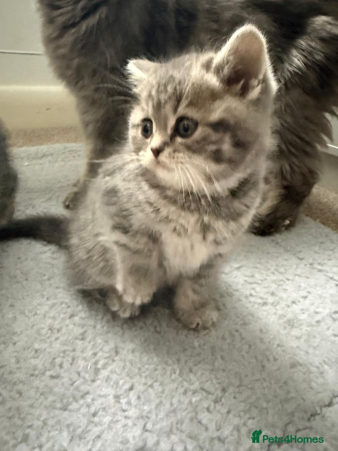 Mixed Breed cats for sale: British long hair  - Advert 5