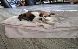 Boxer dogs for sale: KCR pups for sale  - Image 1