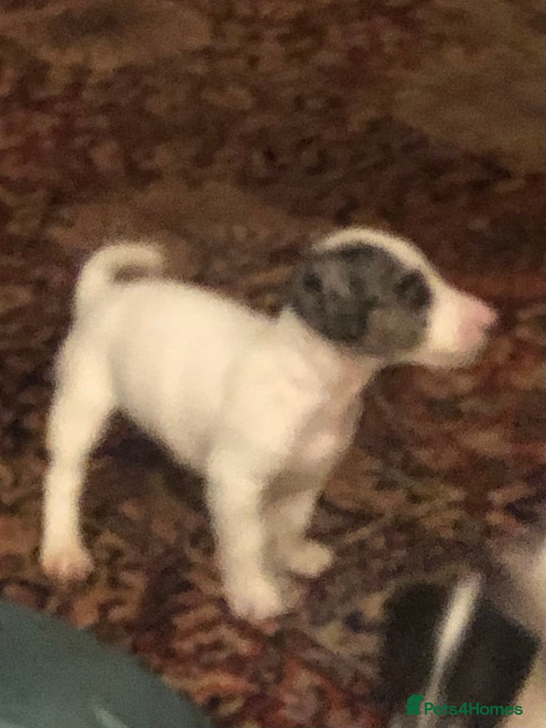 Jack Russell dogs for sale: Beautiful jack Russell puppies  - Advert 3