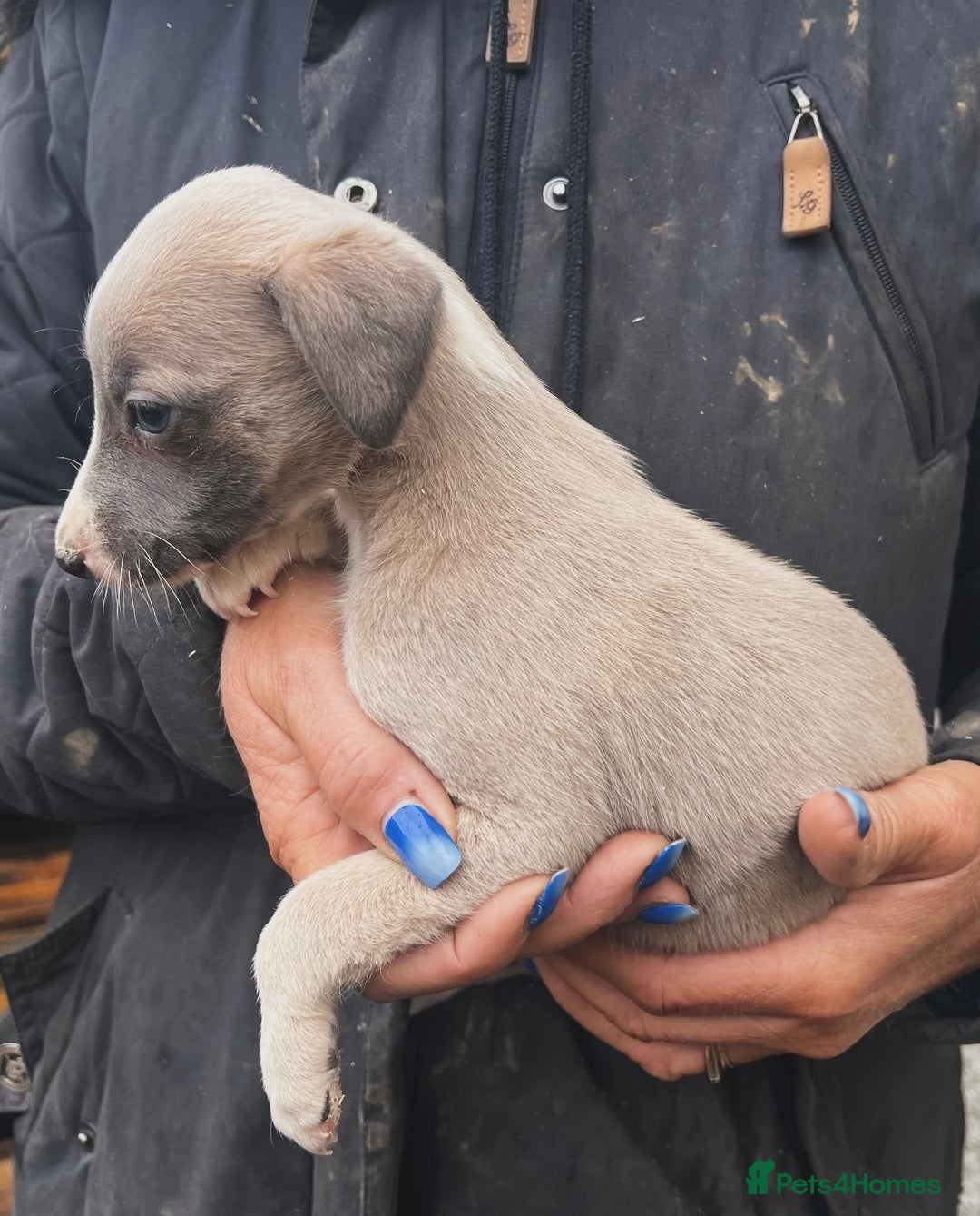 Whippet dogs for sale: Beautiful whippets looking for there forever homes - Advert 3
