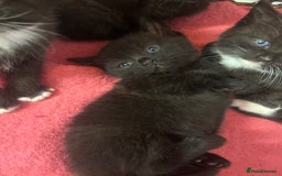 British Shorthair cats for sale: British Shorthair kittens for sale - Image 4