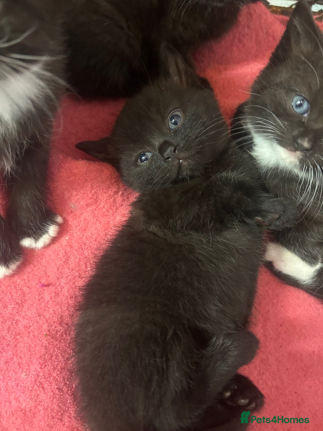 British Shorthair cats for sale: British Shorthair kittens for sale - Image 4