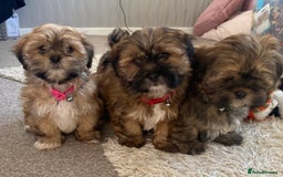 Shih Tzu dogs for sale: Shih Tzu puppies  - Image 8