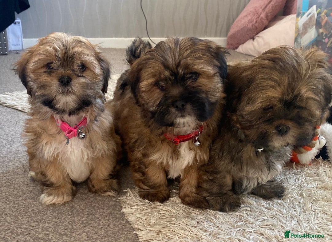 Shih Tzu dogs for sale: Shih Tzu puppies  - Image 8