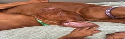 Hungarian Vizsla dogs for sale: Gorgeous Hungarian Vizsla puppies  - Advert 19