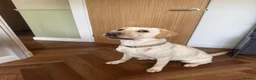 Labrador Retriever dogs for sale: Labrador puppies  in Burnley - Advert 4