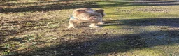 French Bulldog dogs for stud: NEW SHADE FLUFFY FRENCHBULL FOR STUD  in Larkhall - Advert 4