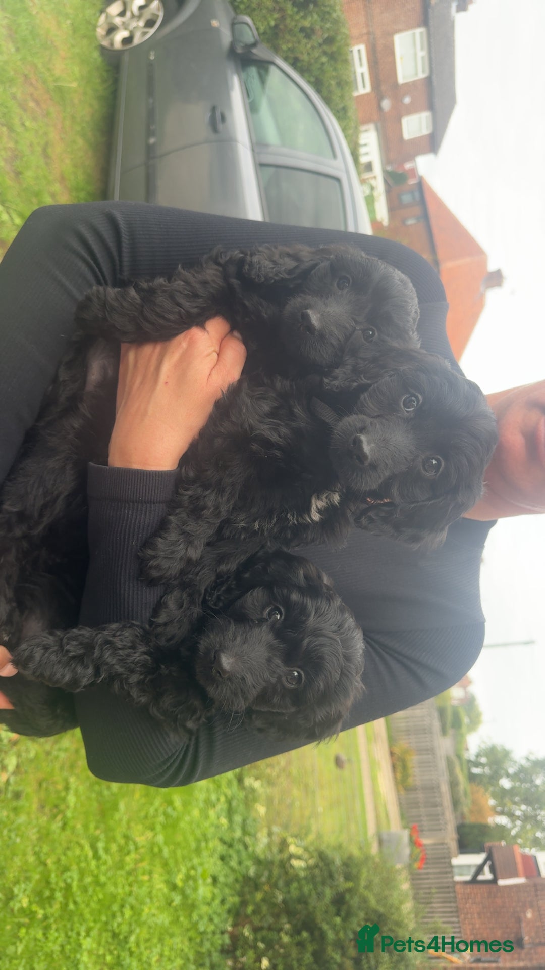 Cockapoo dogs for sale: Cockerpoos - Image 9