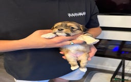 Lhasa Apso dogs for sale: 6 beautiful Lhasa apsos  - Image 38
