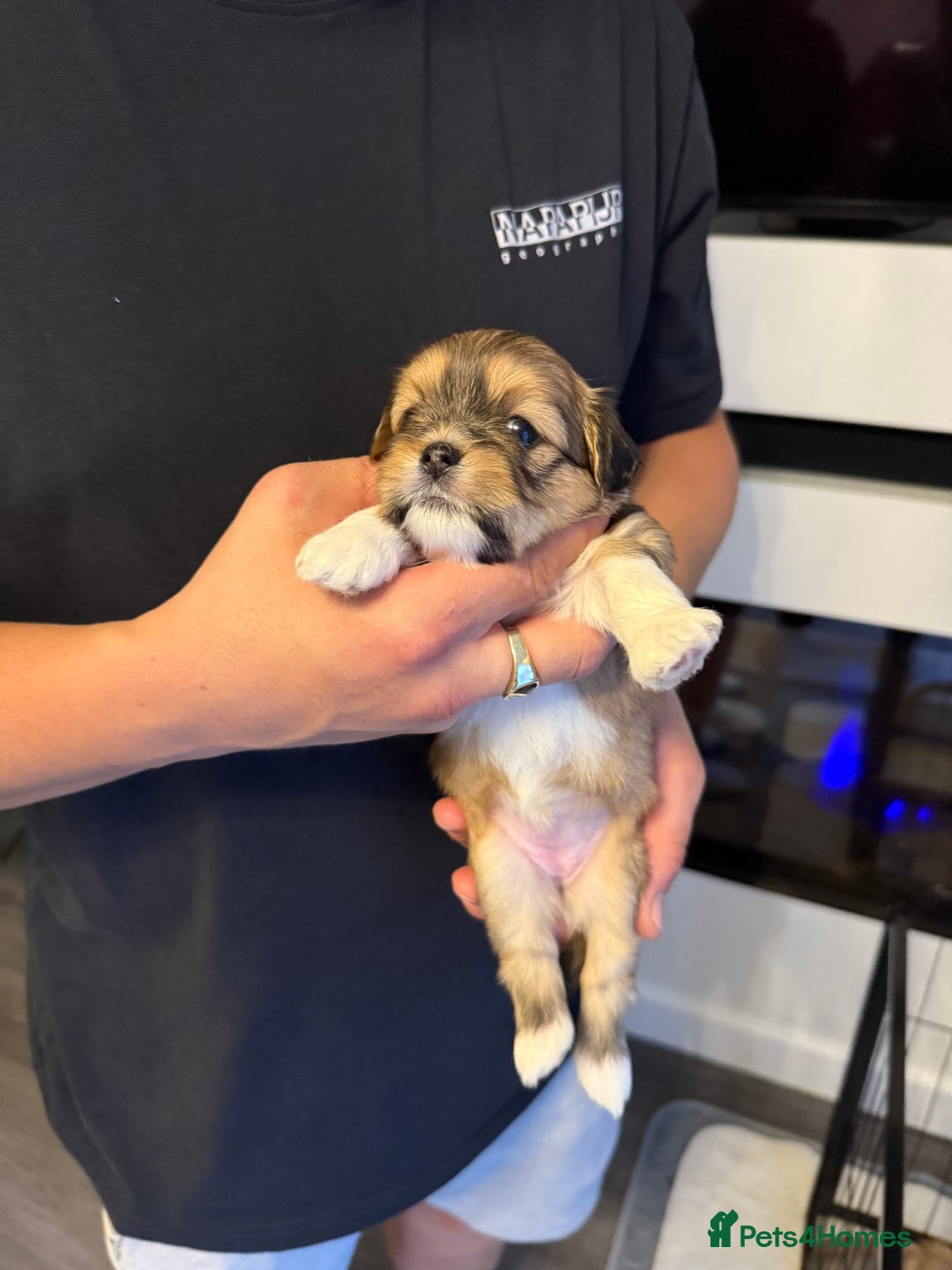 Lhasa Apso dogs for sale: 6 beautiful Lhasa apsos  - Image 38