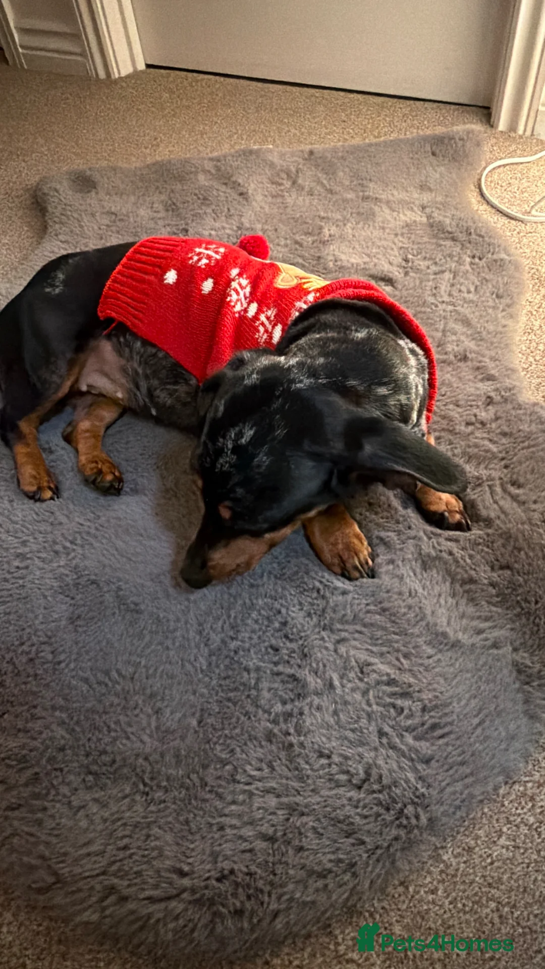 Dachshund dogs for sale: Maya  - Advert 6