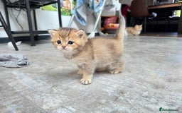 British Shorthair cats for sale: ✨🐾 Soft & Adorable Golden White Blue Kitten 🐾✨ - Image 10