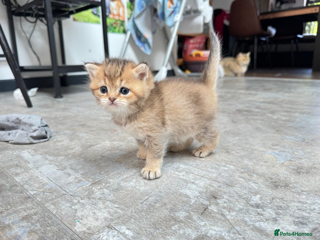 British Shorthair cats for sale: ✨🐾 Soft & Adorable Golden White Blue Kitten 🐾✨ - Image 10