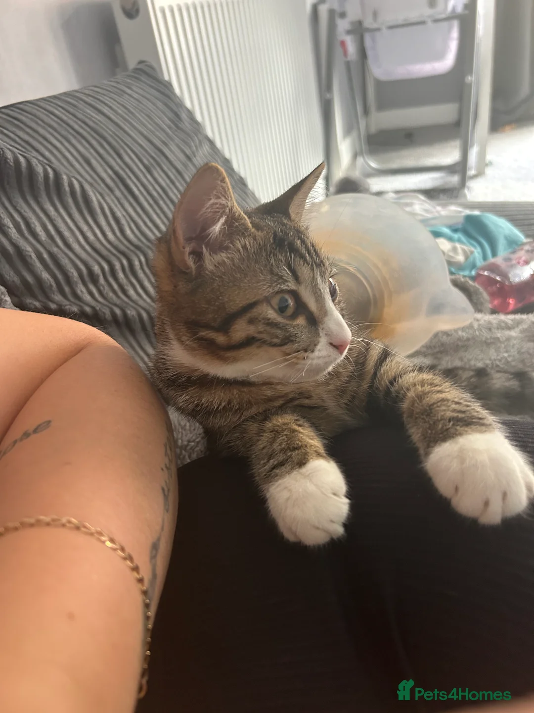 Mixed Breed cats for sale: 2 beautiful cats in Rugeley - Advert 12