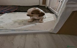 Cocker Spaniel dogs for sale: KC registered Orange Roan Cocker Spaniels - Image 10