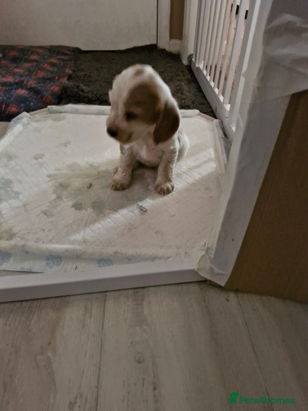 Cocker Spaniel dogs for sale: KC registered Orange Roan Cocker Spaniels - Image 10