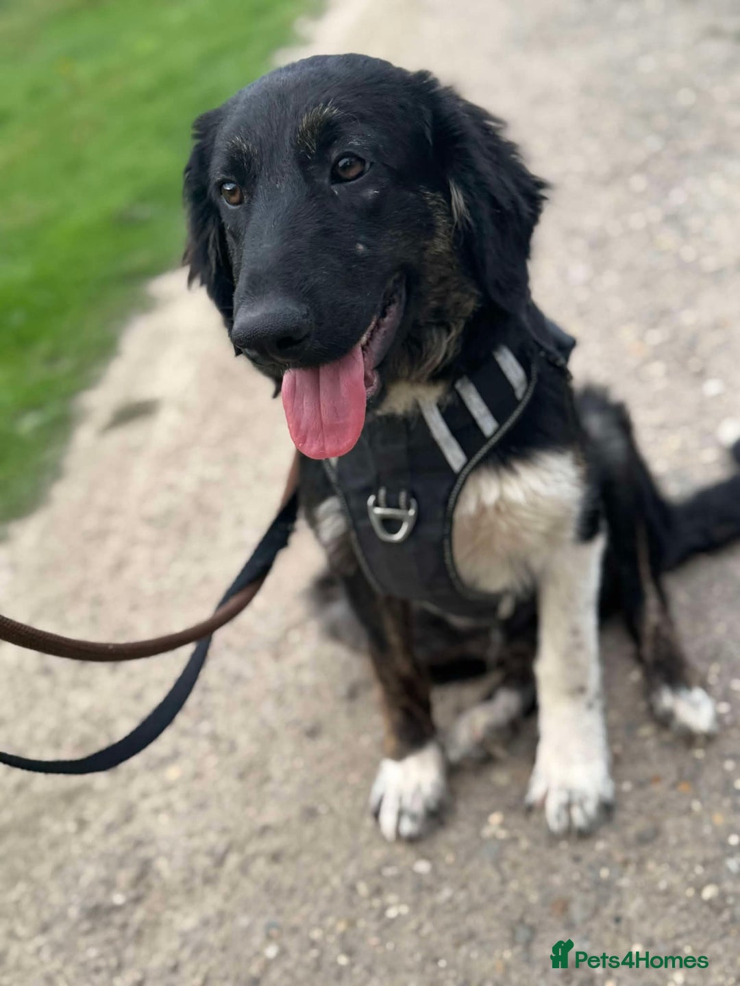 Mixed Breed dogs for adoption: Meet Merlin, currently residing in Essex  - Image 6