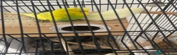 Budgerigars birds for sale: Pair of Budgies for Sale with Cage in Halifax - Advert 7