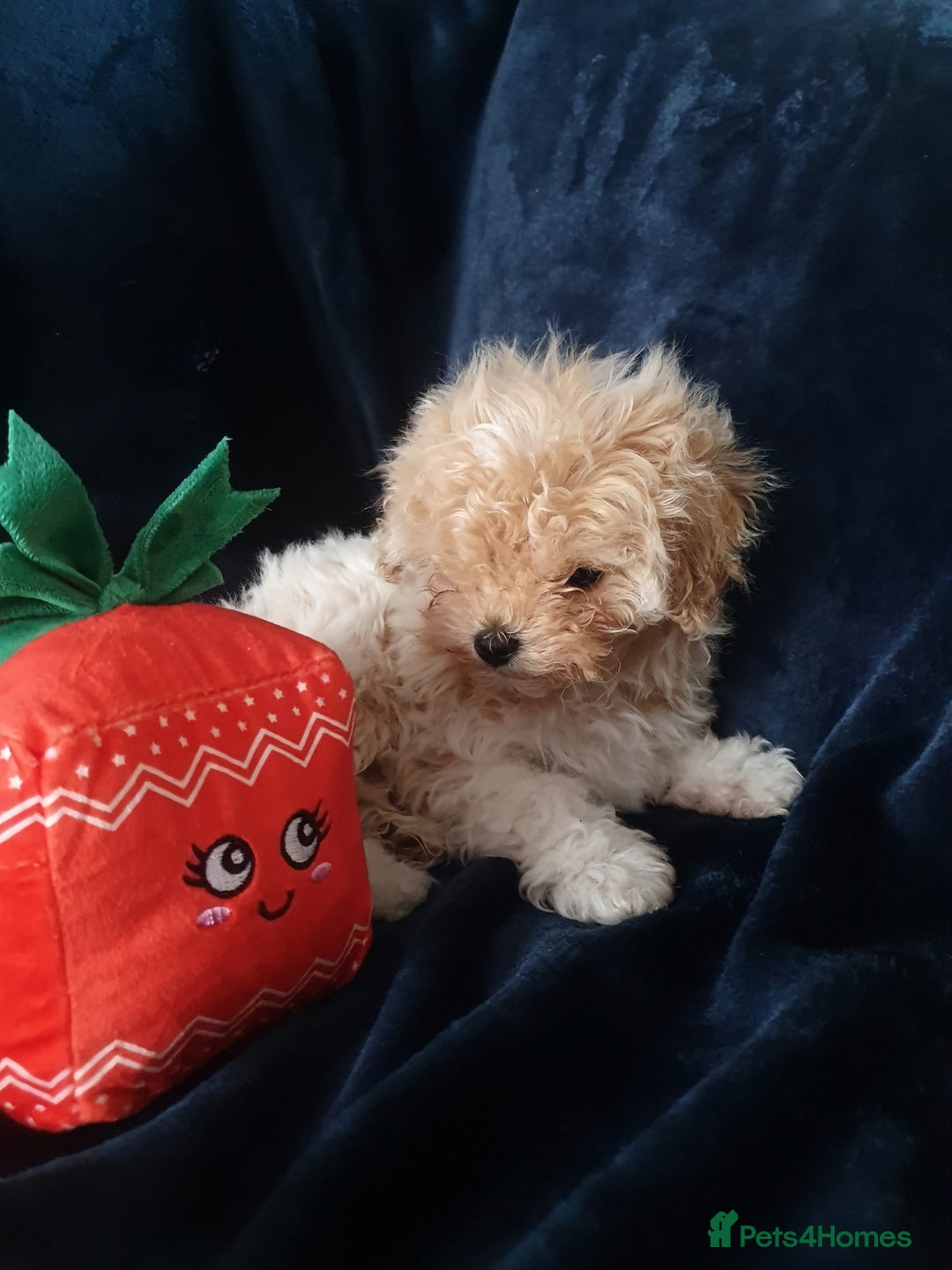 Maltipoo dogs for sale: 🌟💛🌟Precious Biscuit Princess 🌟💛🌟  - Advert 15