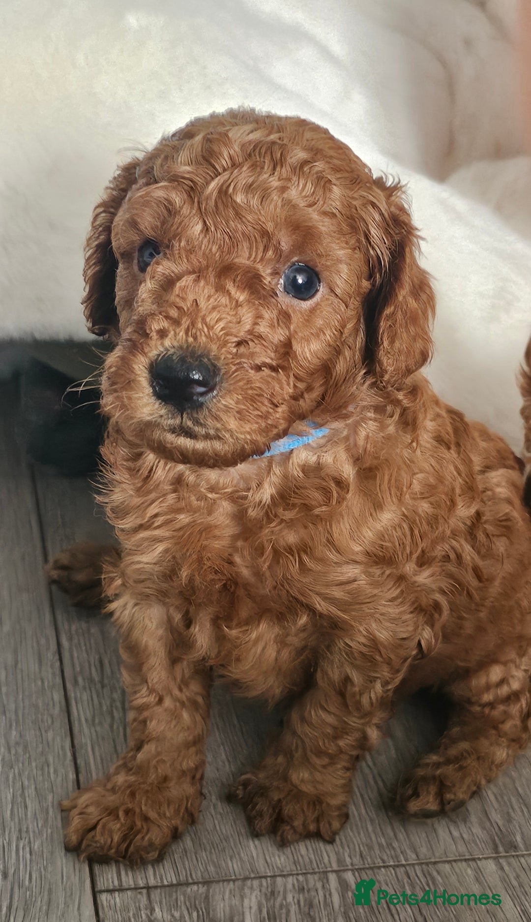 Miniature Poodle dogs for sale: Deep red Miniature Poodles  - Image 11