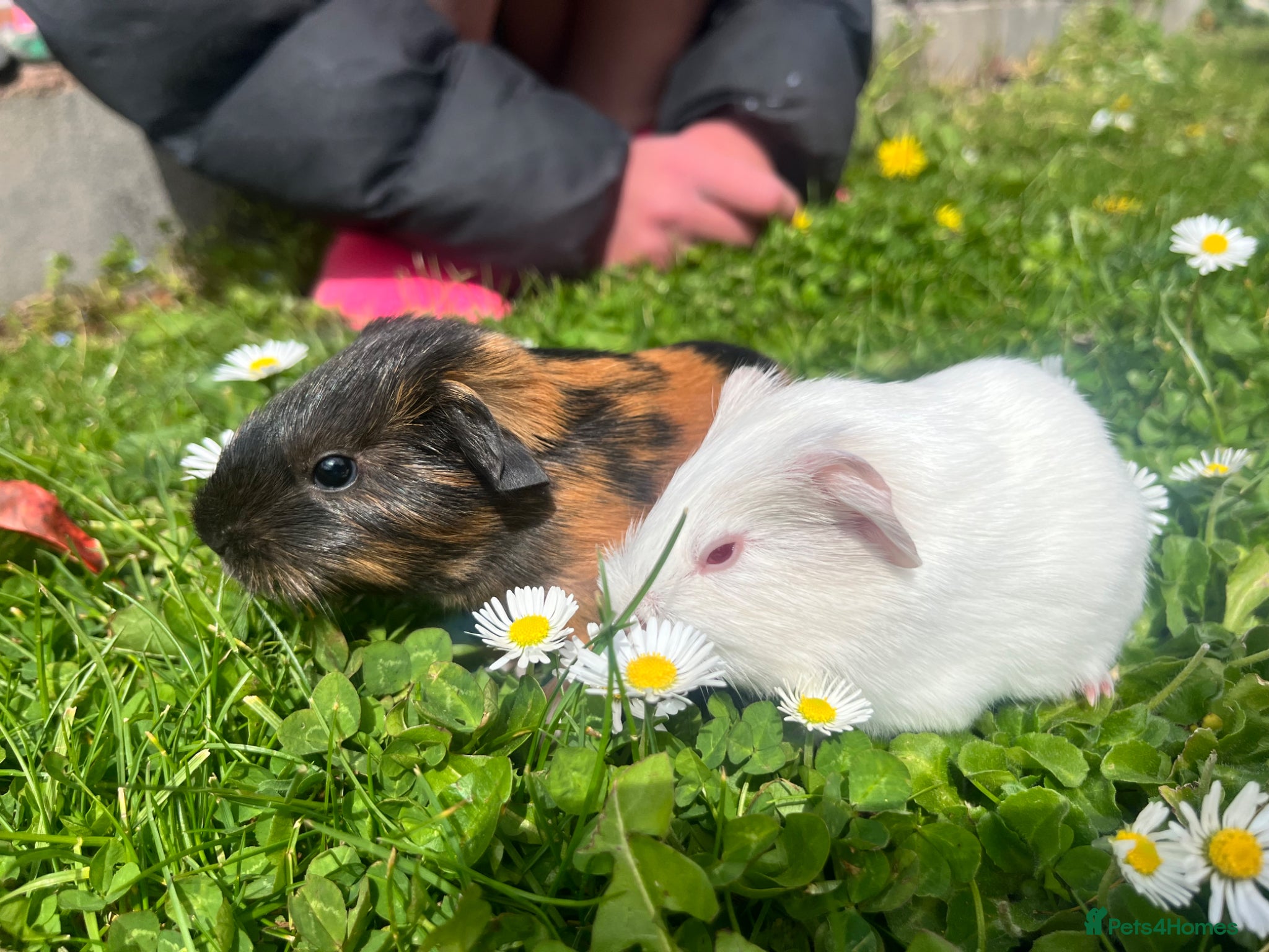 Guinea Pig rodents 2 Guinea pigs  - Advert 1