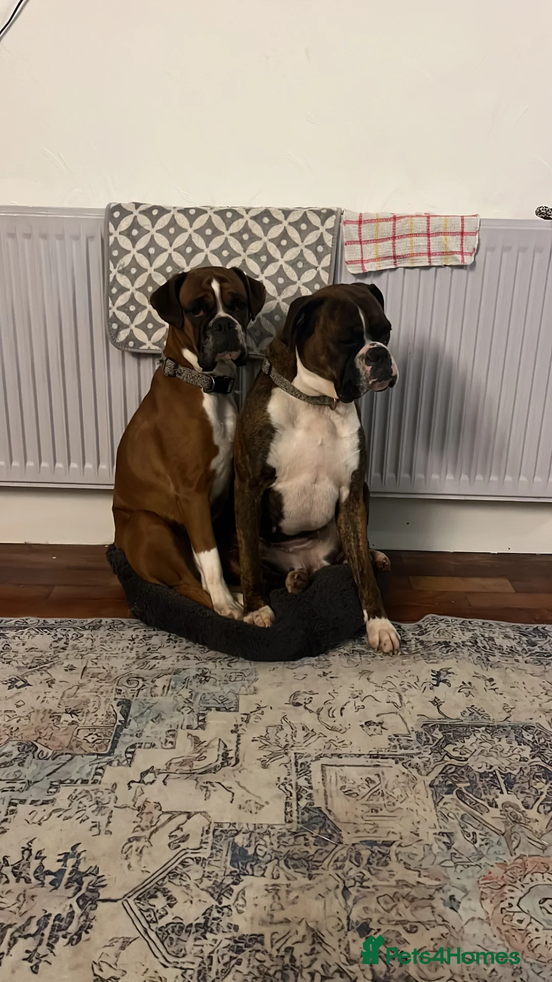 Boxer dogs for sale: KC registered boxers  - Advert 9