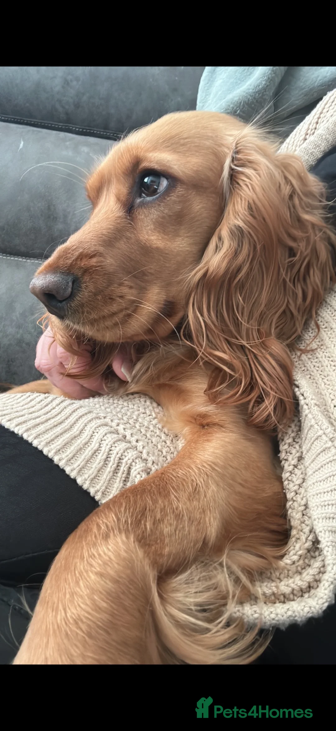 Cocker Spaniel dogs for sale: Cocker spaniel - Advert 1