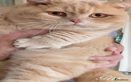 British Longhair cats for sale: Stunning Lilac British Longhair Boy TICA Reg - Image 7