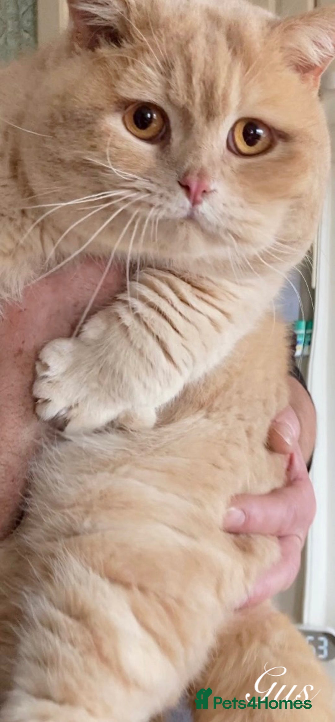 British Longhair cats for sale: Stunning Lilac British Longhair Boy TICA Reg - Image 7