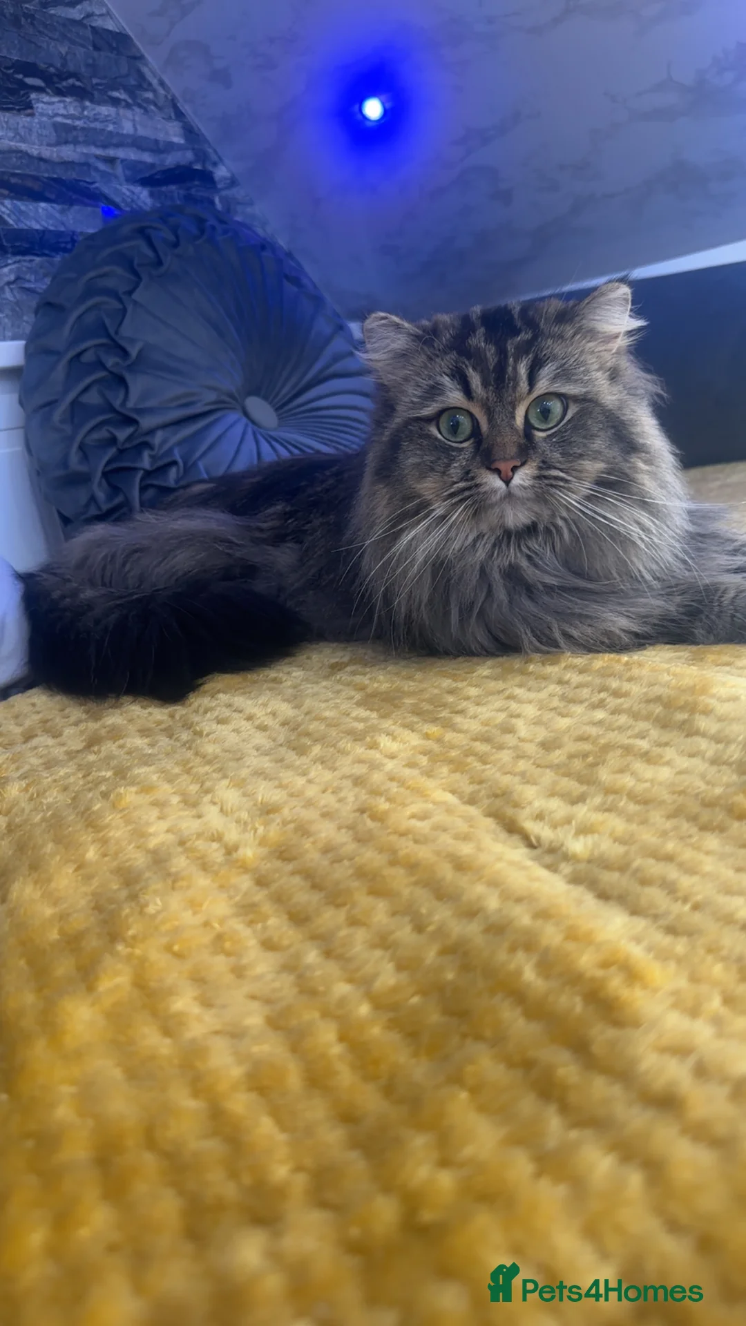 Persian cats for stud: Beautiful Brown/golden Ragdoll/Persian for STUD in Birmingham - Advert 8