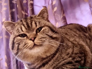 British Shorthair cats - Advert 9