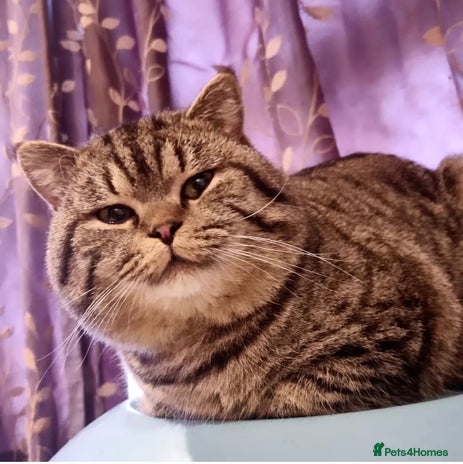 British Shorthair cats - Advert 10